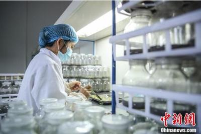 贵州普安:白及种苗繁育忙